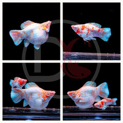2Pair - Molly Albino Ballon Sakura Round Tail Red EYE - USA Stock