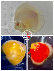 Pack of 3 Live Discus Fish - Red + Yellow + Platinum - Size 3.5in - 4in