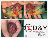 1 Male B6 3.5in - Live Kamfa F3 Flowerhorn Fish - Big KOK USA Stock