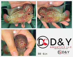1 Male  A6 4in - Live Super Red Dragon Flowerhorn Fish - Big KOK USA Stock