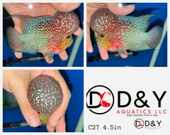 1 Male  C27 4.5in - Live Kamfa F3 Flowerhorn Fish - Big KOK USA Stock