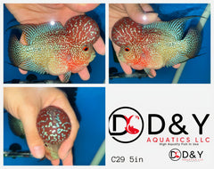 1 Male  C29 5in - Live Kamfa F3 Flowerhorn Fish - Big KOK USA Stock