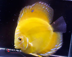 Pack of 1 Live Discus Fish -Golden Rafflesia Discus   - Size 3.5in to 4in USA Stock