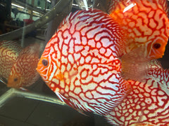 X1 Live Discus Fish - Red Pigeon Discus - Size 4.5in - 5in + USA Stock
