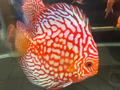X1 Live Discus Fish - Red Pigeon Discus - Size 4.5in - 5in + USA Stock