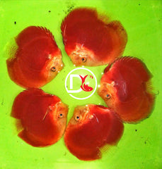 X1 Live Discus Fish - Red Valentine Discus - Size 3.5in - 4in + USA Stock