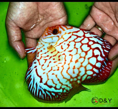 X1 Live Discus Fish - Red Pigeon Discus - Size 4.5in - 5in + USA Stock