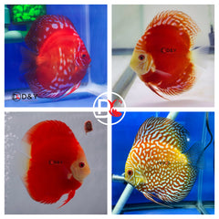 Pack of 4 Live Discus Fish - Red pack - Size 4in - 4.5in