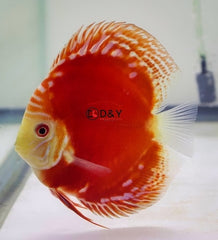Pack of 1 Live Discus Fish - Red Rafflesia Discus - Size 3.5in to 4in USA Stock