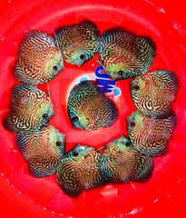 X1 Live Discus Fish - Red Tiger Zebra Discus - Size 3.5in - 4in + USA Stock