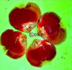 Pack of 1 Live Discus Fish - Red Valentine Discus - Size 3.5in - 4in + USA Stock