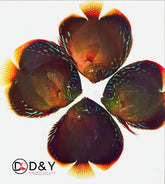 Live Discus Fish - Red Catana Discus 3in - 3.5in