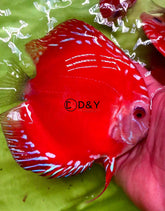 X1 Live Discus Fish - Red Raffalisa Discus - Size 4.5in - 5in + USA Stock