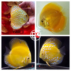 Pack of 4 Live Discus Fish - Yellow pack - Size 3.5in - 4in
