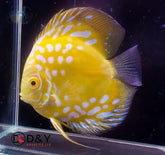 Pack of 1 Live Discus Fish -Golden Panda Discus - size 3.5in to 4in - USA Stock