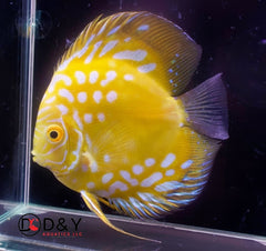 Pack of 1 Live Discus Fish -Golden Panda Discus - size 3.5in to 4in - USA Stock