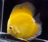 Pack of 1 Live Discus Fish -Golden Rafflesia Discus - Size 3.5in to 4in USA Stock