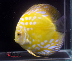 Pack of 1 Live Discus Fish -Golden Panda Discus - size 3.5in to 4in - USA Stock