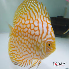 X1 Live Discus Fish - Golden Pigeon Discus - Size 4.5in - 5in + USA Stock