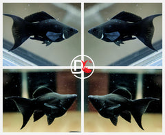 1 Pair - Live Molly Fish - Black Dark Night Ballon Lyretail