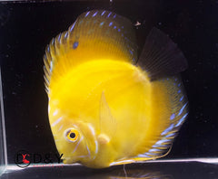 Pack of 1 Live Discus Fish -Golden Rafflesia Discus   - Size 3.5in to 4in USA Stock
