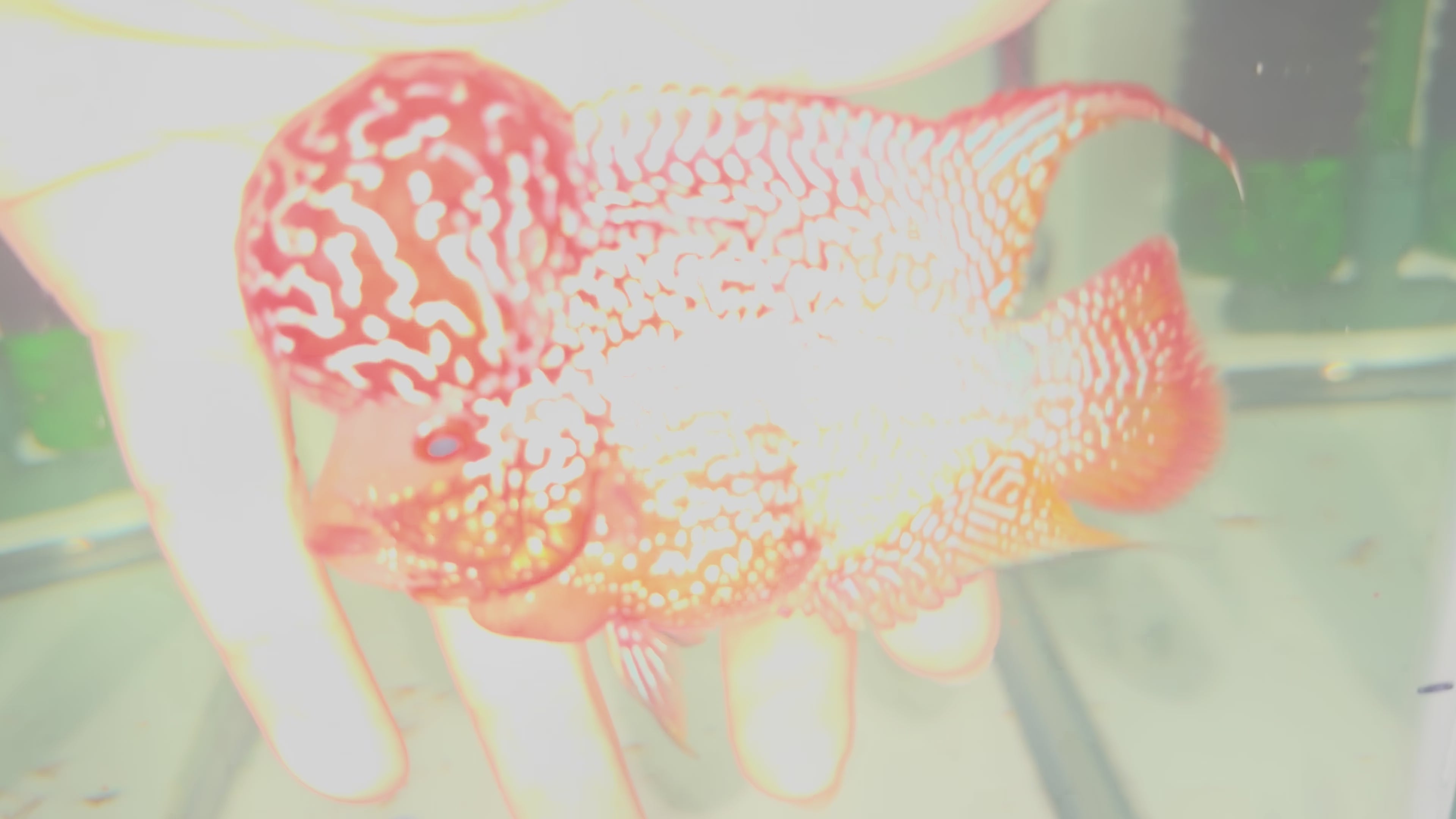 1 Male  A8 4in - Live Super Red Dragon Flowerhorn Fish - Big KOK USA Stock