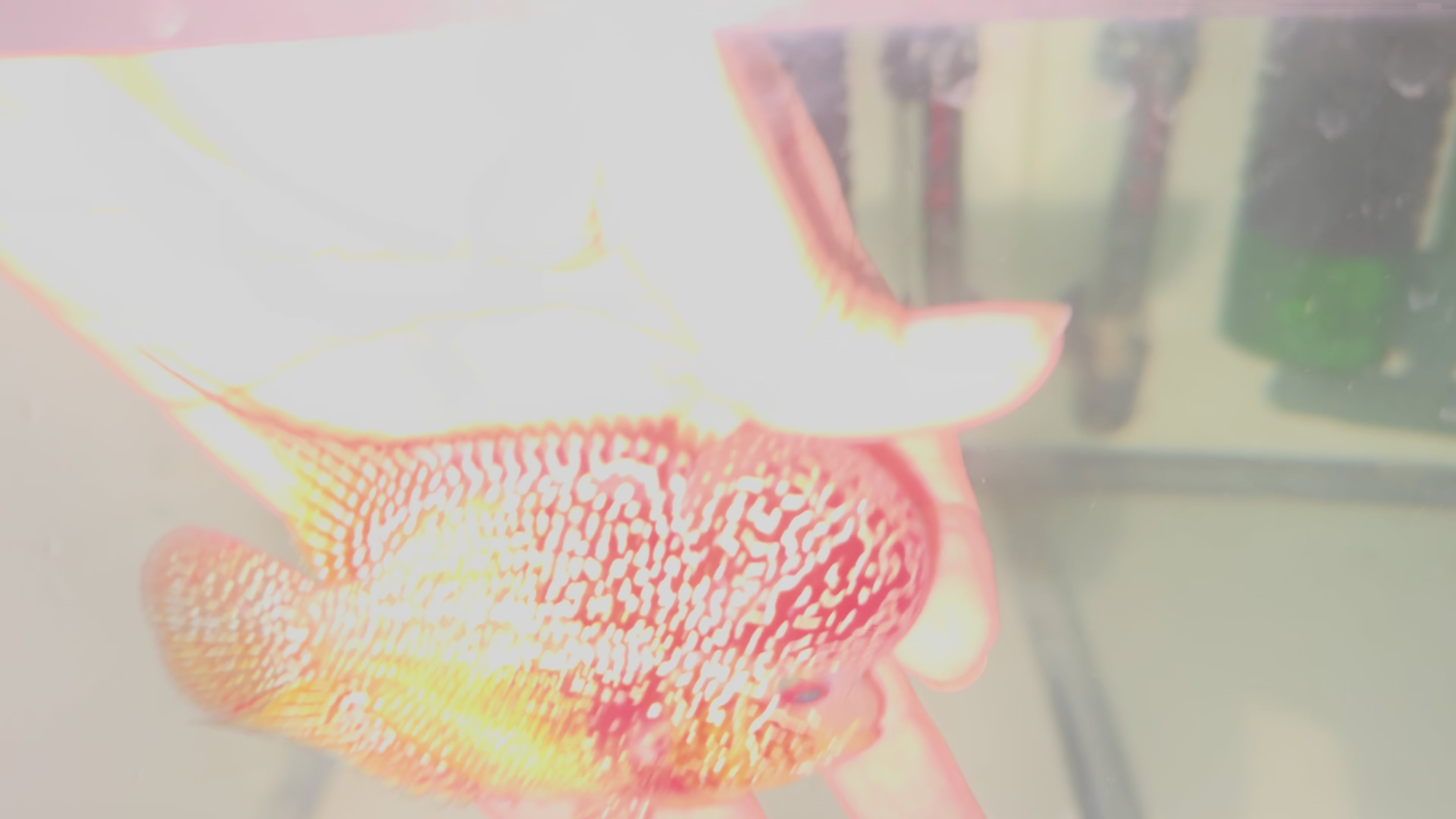1 Male  B6 3.5in - Live Kamfa F3 Flowerhorn Fish - Big KOK USA Stock