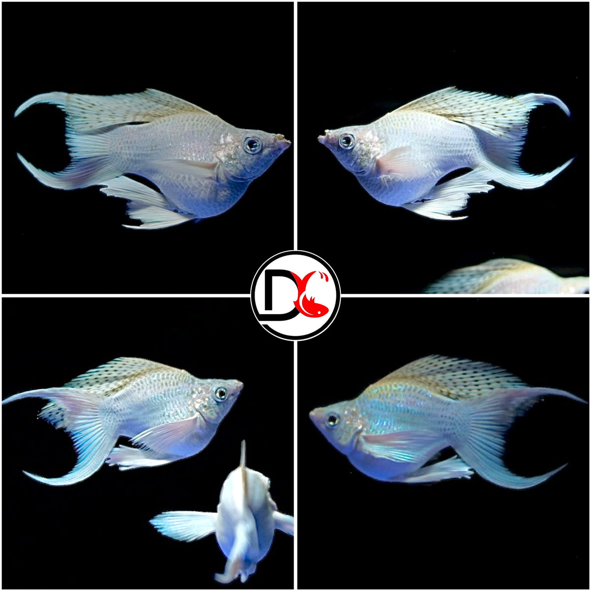 Live Molly Fish - Platinum Balloon Lyretail ( Black eye )