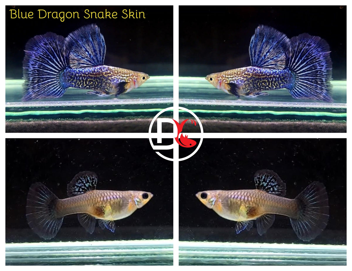 1 Trio - Live Guppy Fish - Blue Dragon Snake Skin Big Dorsal