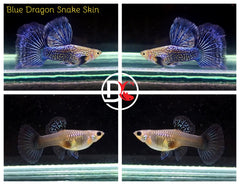 1 Trio - Live Guppy Fish - Blue Dragon Snake Skin Big Dorsal