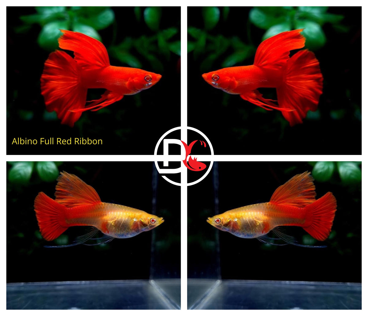 1 Trio - Live Guppy Fish - Albino Full Red Big Dorsal Ribbon