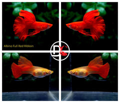 1 Trio - Live Guppy Fish - Albino Full Red Big Dorsal Ribbon