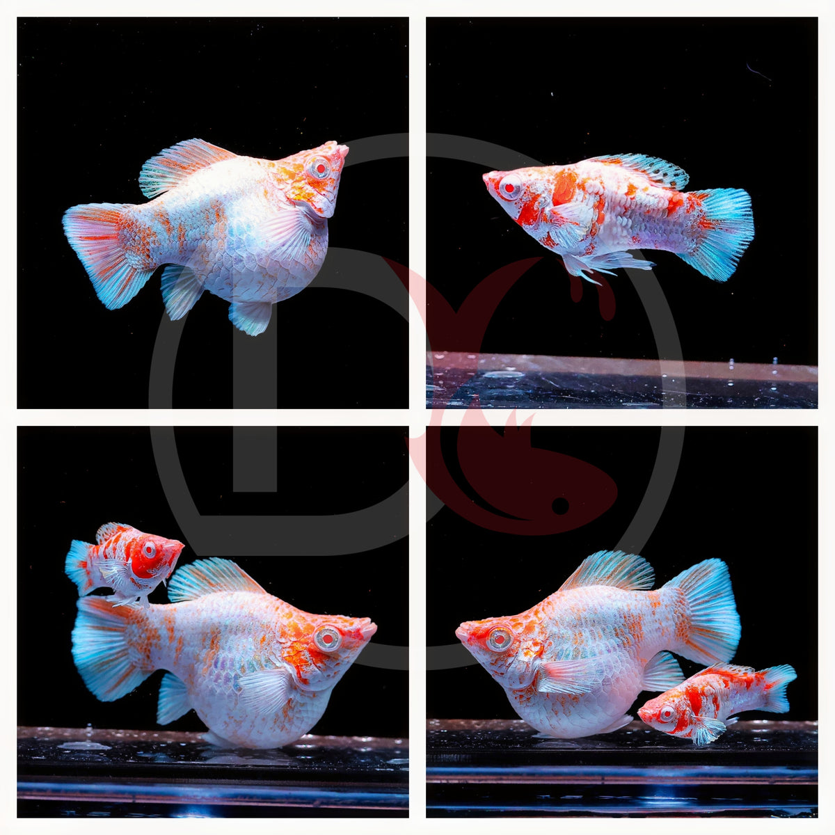 2Pair - Molly Albino Ballon Sakura Round Tail Red EYE - USA Stock