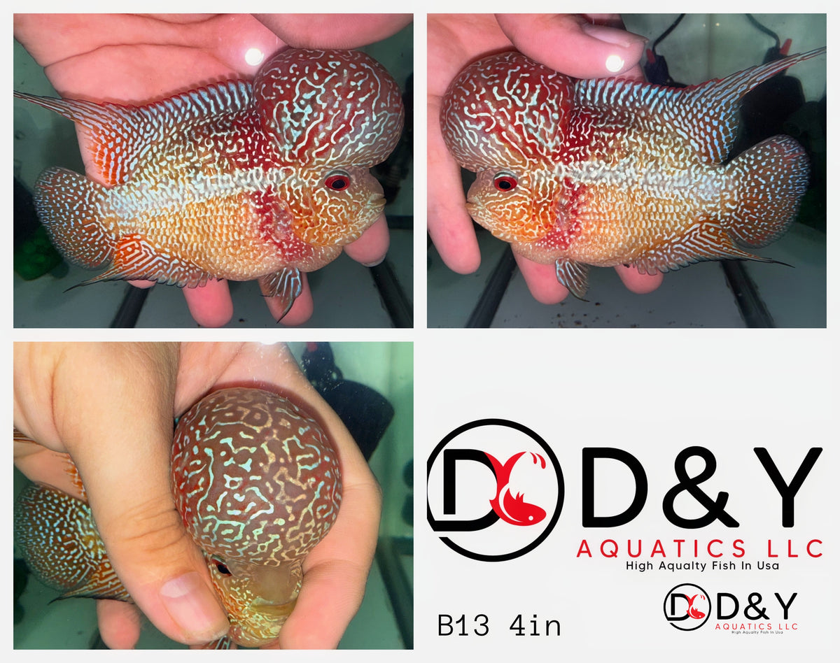 1 Male  B13 4in - Live Kamfa F3 Flowerhorn Fish - Big KOK USA Stock