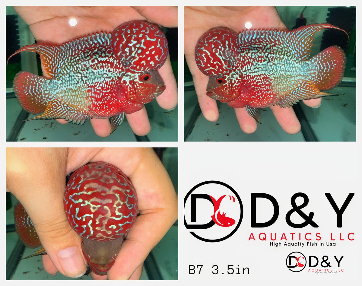 1 Male  A8 4in - Live Super Red Dragon Flowerhorn Fish - Big KOK USA Stock