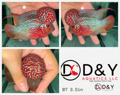 1 Male  A8 4in - Live Super Red Dragon Flowerhorn Fish - Big KOK USA Stock