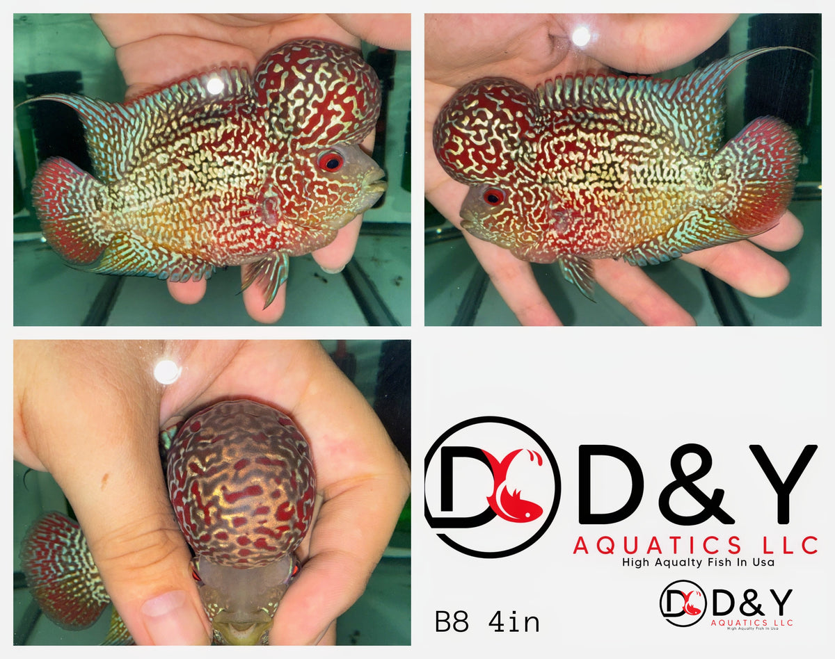 1 Male  A6 4in - Live Super Red Dragon Flowerhorn Fish - Big KOK USA Stock