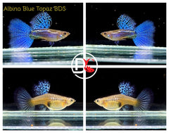 1 Trio - Live Guppy Fish - Blue Grass Big Dorsal