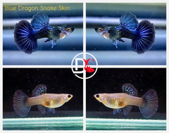 1 Pair - Live Guppy Fish - Blue Dragon Snake Skin Big Dorsal