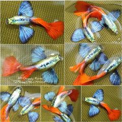 1 Pair - Live Guppy Fish - Dumbo Red Tail Big Ear Guppy