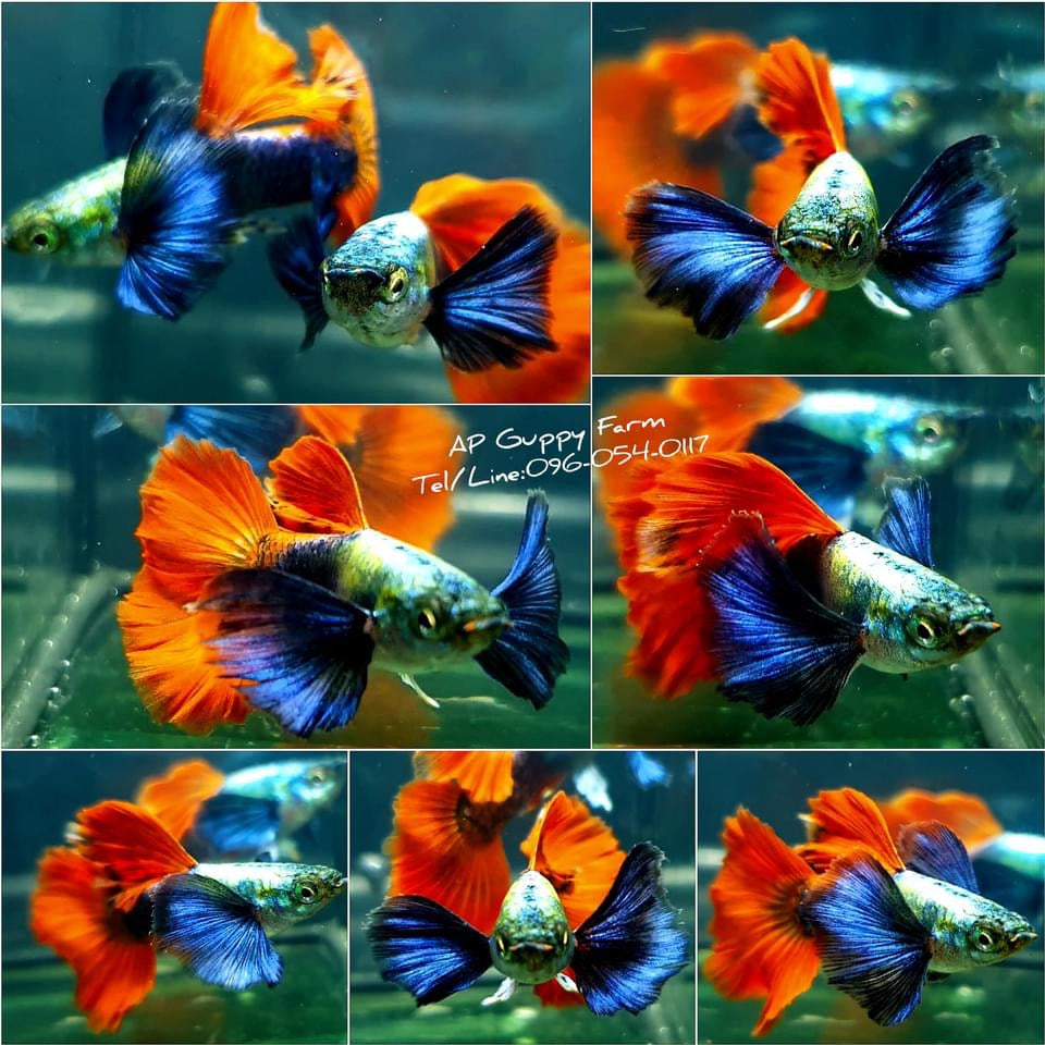 1 Pair - Live Guppy Fish - Dumbo Red Tail Big Ear Guppy