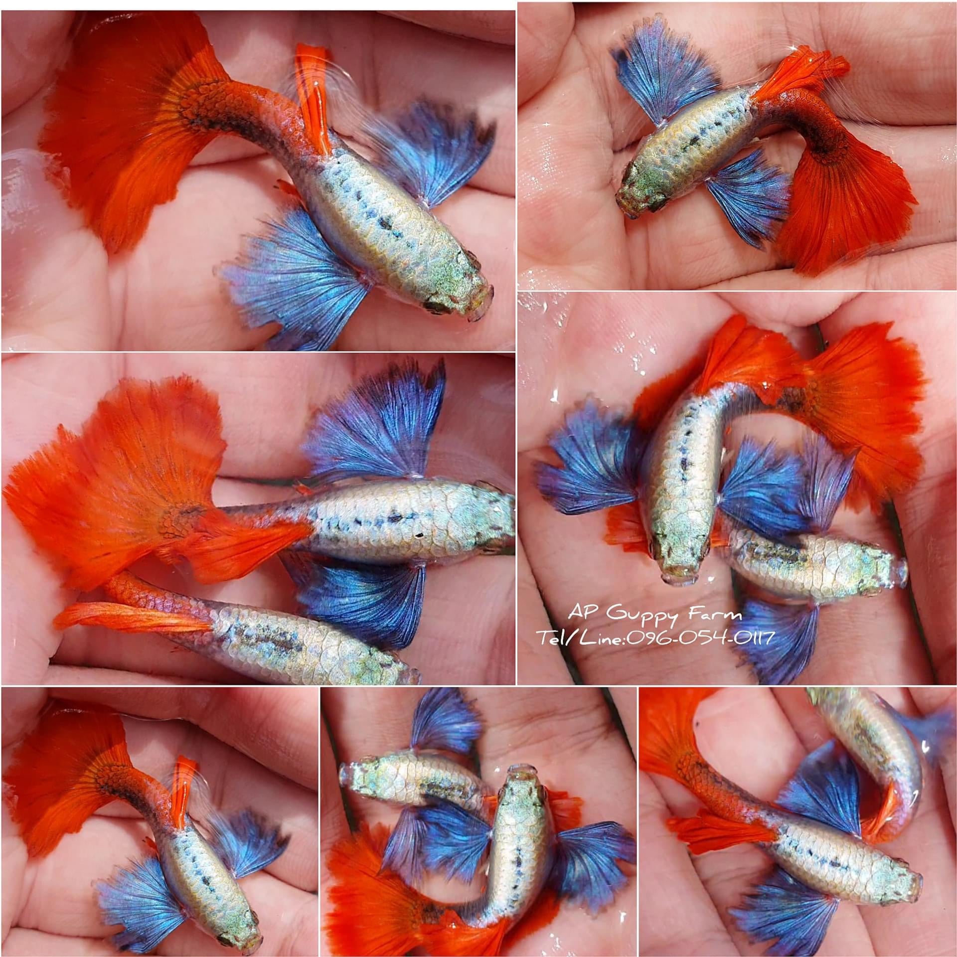 1 Pair - Live Guppy Fish - Dumbo Red Tail Big Ear Guppy