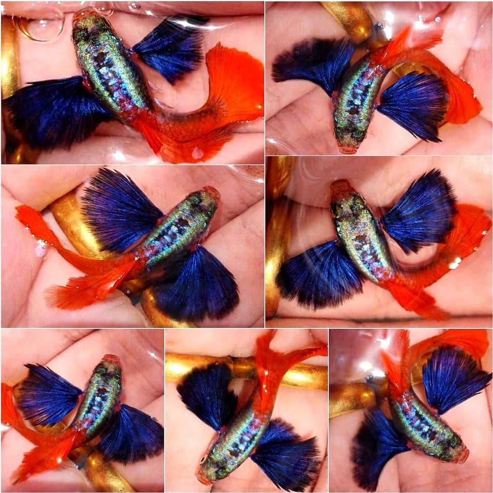 1 Pair - Live Guppy Fish - Dumbo Red Tail Big Ear Guppy