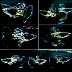 Live Guppy Fish - Metal Black Snake Skin