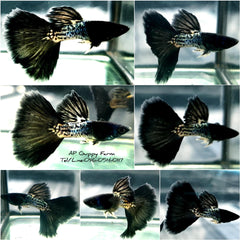 Live Guppy Fish - Metal Black Snake Skin