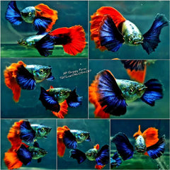 1 Pair - Live Guppy Fish - Dumbo Red Tail Big Ear Guppy