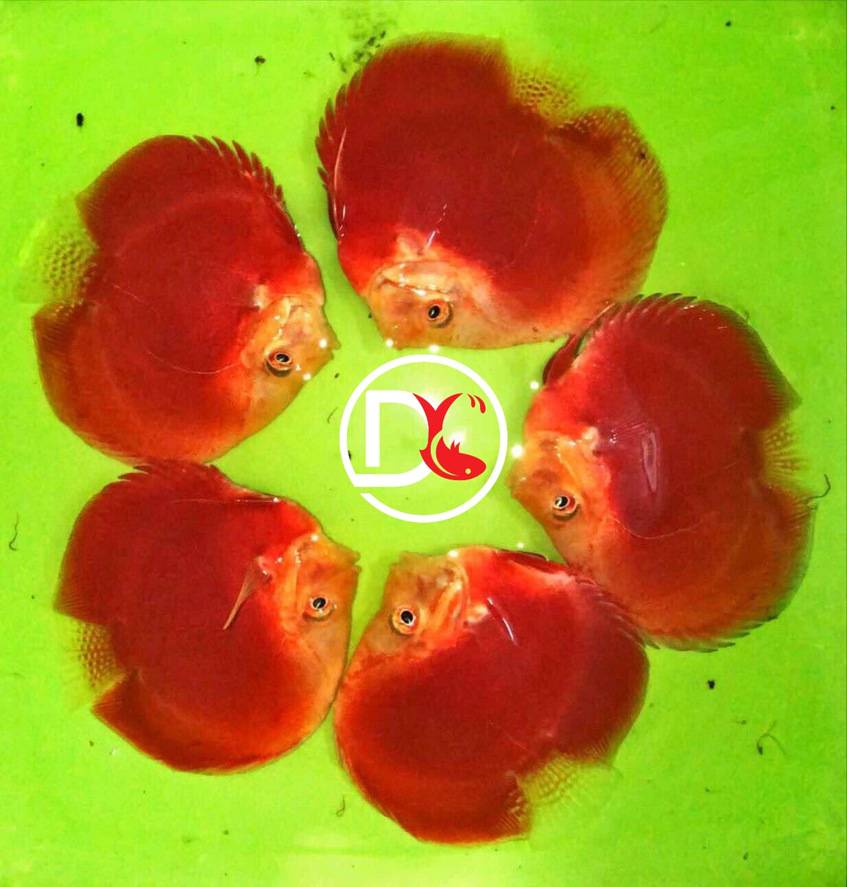 Live Discus X1 Live Discus Fish - Red Valentine Discus - Size 3.5in - 4in + USA St ...