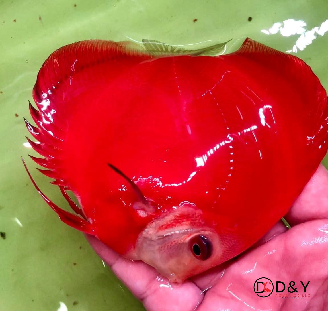 X1 Live Discus Fish - Red Melon Discus - Size 3.5in - 4in + USA Stock