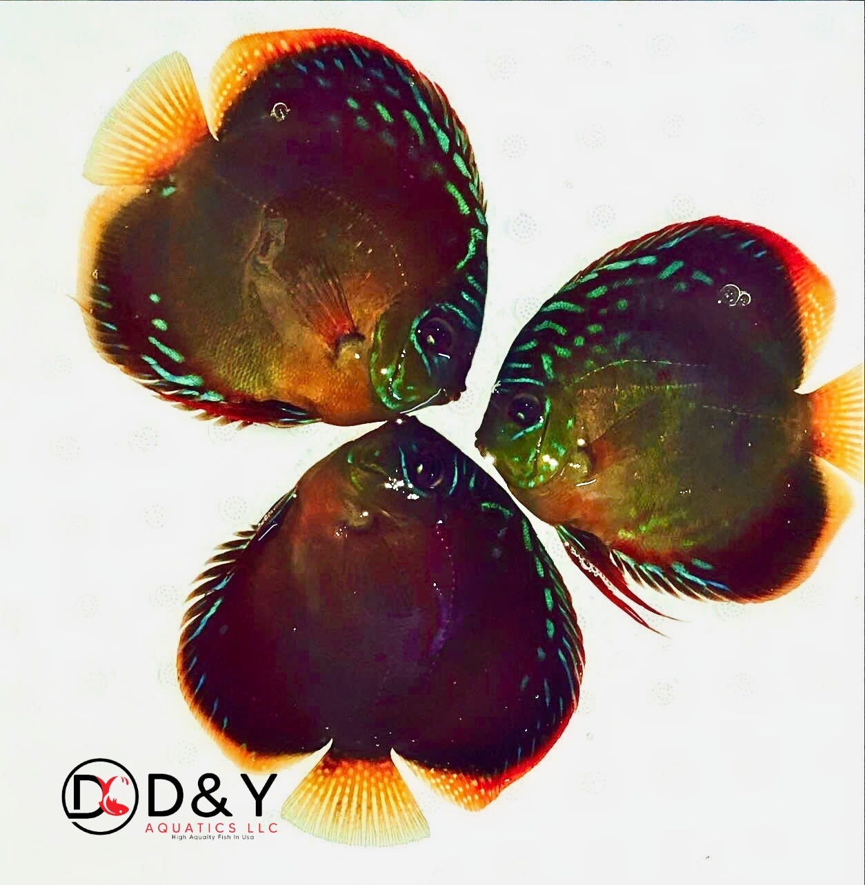 Live Discus Fish -  Red Catana Discus 3in -  3.5in