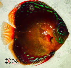 Live Discus Fish -  Red Catana Discus 3in -  3.5in